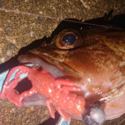 久々のナイトガシリング♪