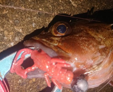 久々のナイトガシリング♪