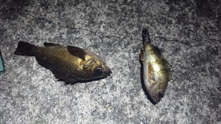 リリースサイズのみ