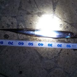 陸っぱりタチウオの季節到来か……