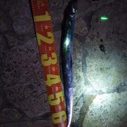 風があるも家族連れでにぎわい