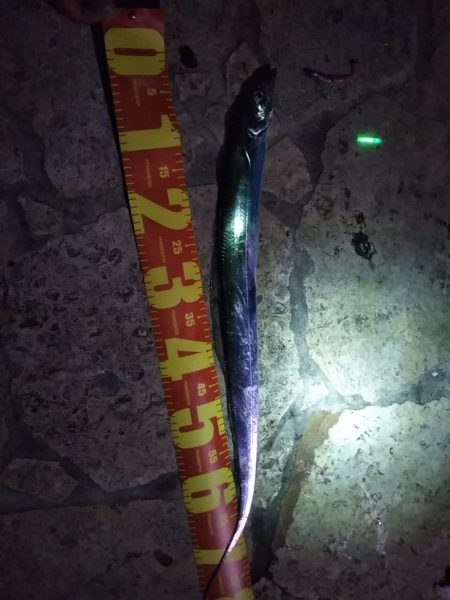 風があるも家族連れでにぎわい