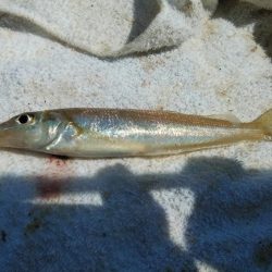 釣友が東二見に集まりました