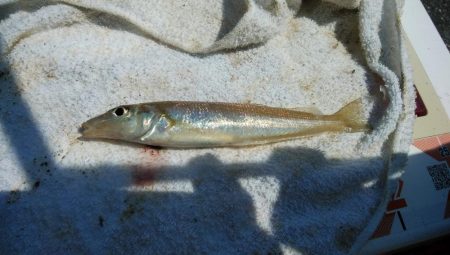 釣友が東二見に集まりました