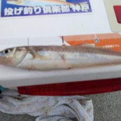 強風の東二見釣行