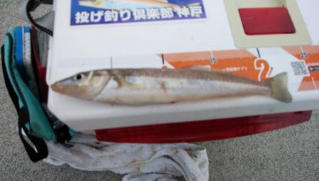 強風の東二見釣行