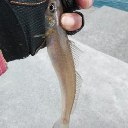 海水温低下しキスの活性下がる