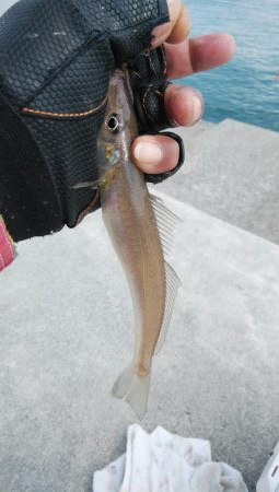 海水温低下しキスの活性下がる