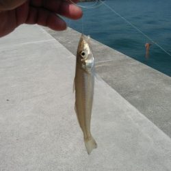 風が無く最高の釣り日和でした