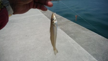 風が無く最高の釣り日和でした