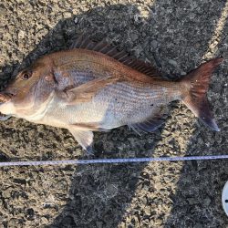 ショアタイラバ