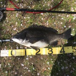 初の年無しゲット