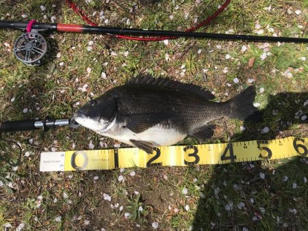 初の年無しゲット