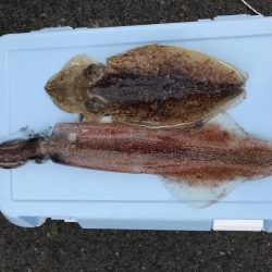 槍烏賊　コウイカ釣行