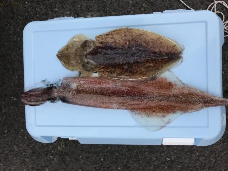 槍烏賊　コウイカ釣行