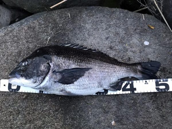 イチノ兄弟、釣果！