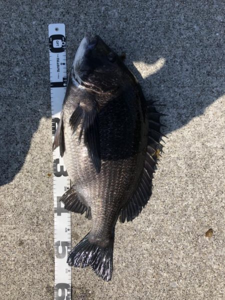 イチノ兄弟、釣果！