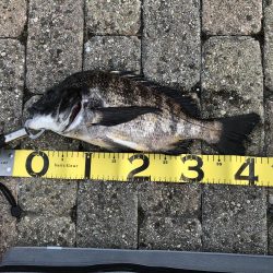 フカセ釣りあれこれ試してみたけれど