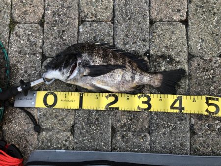 フカセ釣りあれこれ試してみたけれど