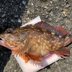 和歌浦で穴釣り