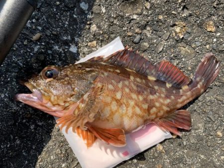 和歌浦で穴釣り