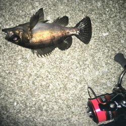 下潮メバリング