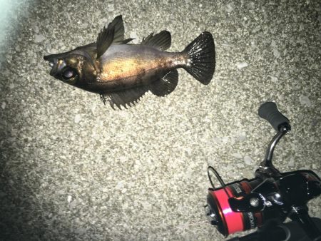 下潮メバリング