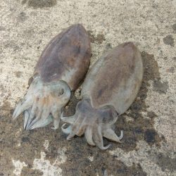 コウイカエギング