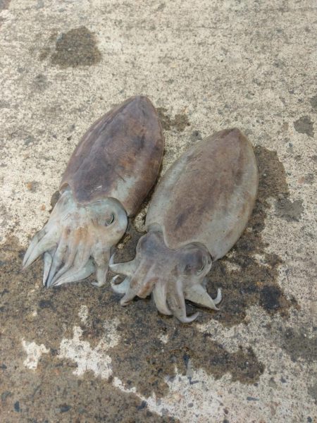 コウイカエギング