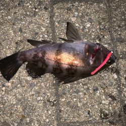 メバル　好調です