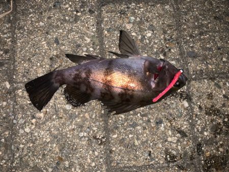 メバル　好調です