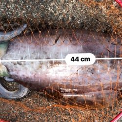 アオリイカ　３.８５Ｋｇ