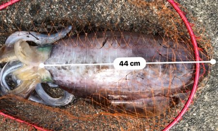 アオリイカ　３.８５Ｋｇ