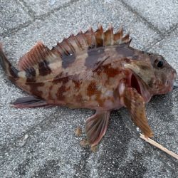 シーサイドコスモでガジラ、シーバスも