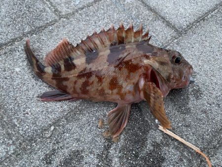 シーサイドコスモでガジラ、シーバスも