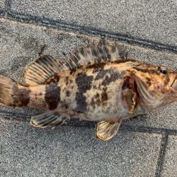 シーバス　好調