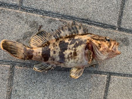 シーバス　好調