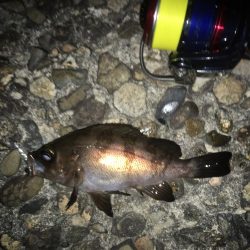 大潮だったのにorz