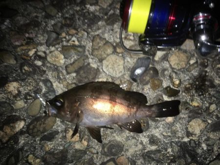 大潮だったのにorz