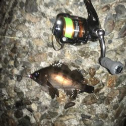 ぼちぼちでした