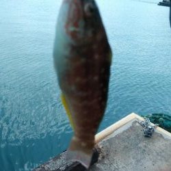 桜メインで釣行