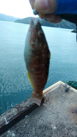 桜メインで釣行