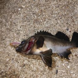 スーパームーンで大漁