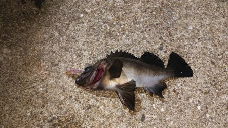 スーパームーンで大漁