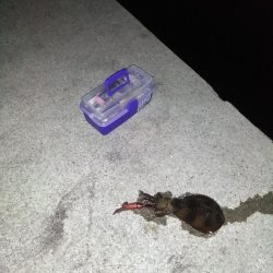 イカの顔が見たく御座候う