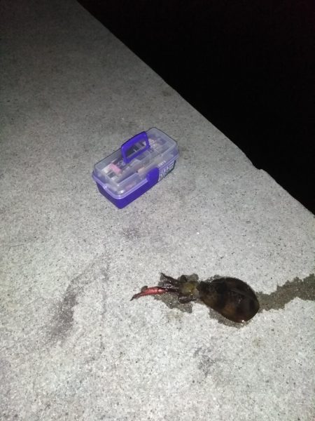 イカの顔が見たく御座候う