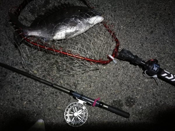 南港へち釣行 （2020/04/11 南港ヘチ釣り　真チヌ（46cm） 釣果有り）