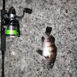 久しぶりの虫ジグ