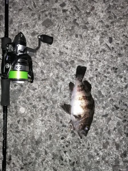 久しぶりの虫ジグ