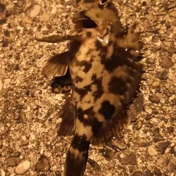 ガシラ、メバル、カニ！